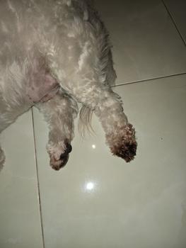 Product Review of Sepatu boots anjing kucing cat dog tebal anti slip musim dingin shoes from Tokopedia customer review 1