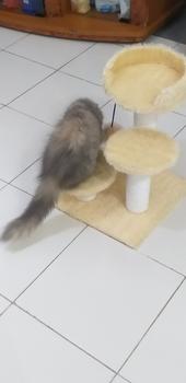 Product Review of MAINAN GARUKAN KUCING 3TIANG GARUKAN CAT TREE CONDO from Tokopedia customer review 0