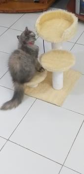 Product Review of MAINAN GARUKAN KUCING 3TIANG GARUKAN CAT TREE CONDO from Tokopedia customer review 1