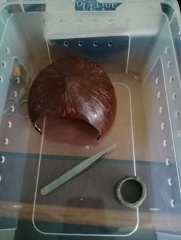 Product Review of Pinset 10 cm Kecoa Dubia Jangkrik Ulat Hongkong from Tokopedia customer review 0