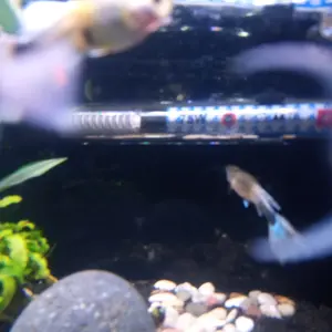 Heater penghangat pemanas aquarium akuarium ROSSTON kaca