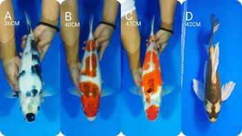 Product Review of Semprotan Air Elektrik Tanaman Stik Sprayer Adjustable Nozzle Recharge from Tokopedia customer review 1