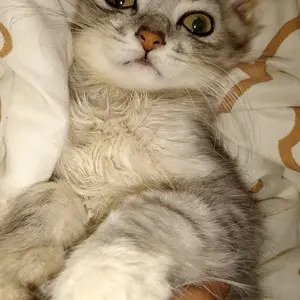 Holycatlabs Perawatan Cacing Kucing O-Cing 20 ML