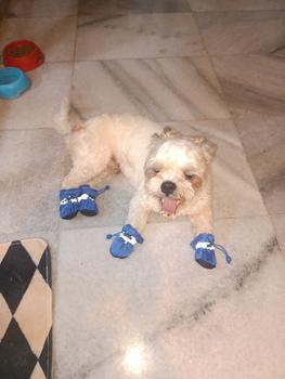 Product Review of Sepatu boots anjing kucing cat dog tebal anti slip musim dingin shoes from Tokopedia customer review 0