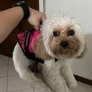 [WHOORKS] MIZU Rompi Jaket Pelampung Renang Penyelamat Anjing Hewan Life Vest Harness