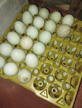 Product Review of Jamin Tray Telur Bahan Plastik from Tokopedia customer review 0
