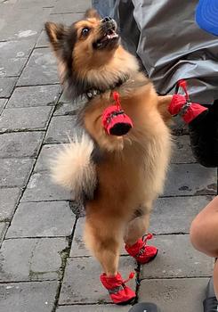 Product Review of Sepatu boots anjing kucing cat dog tebal anti slip musim dingin shoes from Tokopedia customer review 0