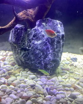 Product Review of batu kreket aquascape 1kg / batu kreket aquarium 1kg / kreket 1kg from Tokopedia customer review 0