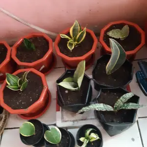 sanseviera golden wendy 3 daun
