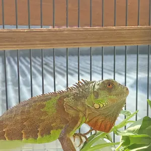 BOHLAM & FITTING LAMPU REPTIL KURA-KURA UVA UVB LAMP PENGHANGAT KANDANG AQUARIUM BASKING JEMUR IGUANA TURTLE REPTILE SULCATA DUDUKAN RUMAH