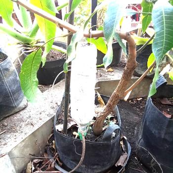 Product Review of pupuk booster mangga pupuk buah melebatkan dan mempercepat from Tokopedia customer review 0