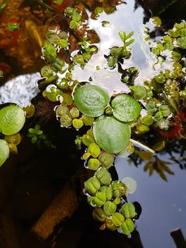 Product Review of TANAMAN AIR FROGBIT APUNG LIMNOBIUM LAEVIGATUM AMAZON FROGBIT CUPANG from Tokopedia customer review 0