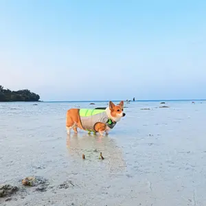 Truelove Dog Swimming Life Jacket Life Vest | Pelampung Anjing