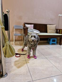 Product Review of Sepatu boots anjing kucing cat dog tebal anti slip musim dingin shoes from Tokopedia customer review 0