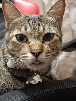 Product Review of FISH O PLUS 50 Minyak Ikan Omega Plus Vitamin Bulu Untuk Anjing Kucing from Tokopedia customer review 0