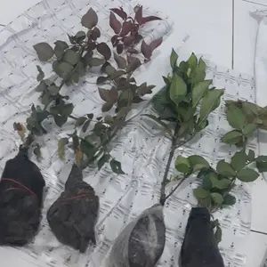 Bunga MAWAR JUMBO SUPER WANGI BERBUNGA -  Tanaman Mawar Harum Berbunga Bibit Daun