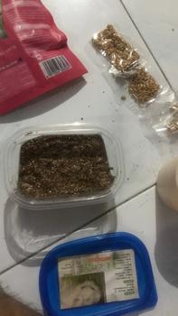 Product Review of Rumput Kucing Paket Benih Seed Cat Grass Rumput Gandum Makanan Kucing from Tokopedia customer review 0