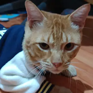 Petpaw Baju Anjing Kucing Jaket Outer Premium Import