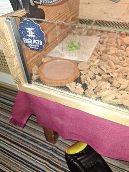 Product Review of WD018C FEEDING DISH FEEDINGDISH FEEDER FOODDISH TEMPAT MAKAN WADAH MAKANAN PAKAN PELET HEWAN REPTILE TORTOISE TORTO KURA KURA SULCATA YNIPHORA RADIATA PARDALIS ALDABRA CHERRY HEAD REDFOOT IGUANA KADAL LIZARD PERLENGKAPAN HEWAN REPTILE from Tokopedia customer review 0