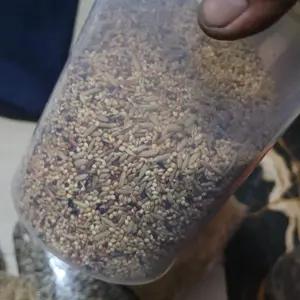 umpan kenari kiloan murah curah