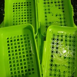 Pacific Tempat Sabun Mandi Engsel Plastik 1 Pcs Rossa Soap Container Wadah Sabun Batang Pac-Rossa Varian Warna