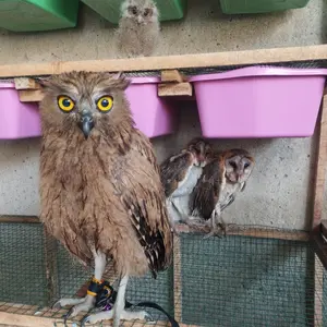 SEMPATI Tali Prusik Perusik Tali Burung Hantu Tali Elang Tali Gelang Gunung Pusik Hammock Flysheet Outdoor