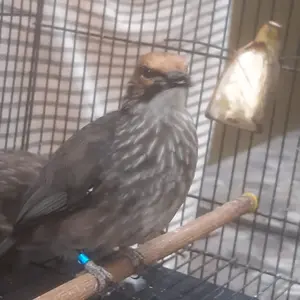 Penutup Kaca Depan Mobil Pelindung Panas Sun Shield Tirai Pelindung Kaca Depan Mobil Car