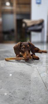 Product Review of Greta Kuchen Playful Bully Stick Dog Dental Treat Snack Cemilan Anjing from Tokopedia customer review 0
