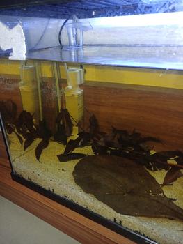 Product Review of KANDILA FISH TOILET FT - 800 Pompa Air Internal Filter Aquarium Aquascape from Tokopedia customer review 1