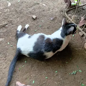 HT 888S Walkie Talkie Jarak Jauh 1500MAH HT WLAN UHF 2 Units Handy Talky Waterproof dengan Charger