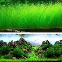 Gambar Bibit Rumput Air Dekorasi Aquarium Small Fescue dari Pusat Grosir Furniture Kota Administrasi Jakarta Timur 2 Tokopedia