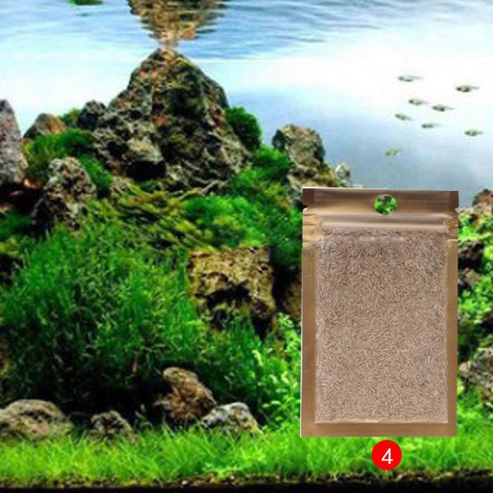 Gambar Bibit Rumput Air Dekorasi Aquarium Small Fescue dari Pusat Grosir Furniture Kota Administrasi Jakarta Timur Tokopedia