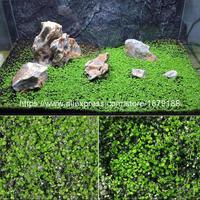 Gambar Bibit Rumput Air Dekorasi Aquarium Small Fescue dari Pusat Grosir Furniture Kota Administrasi Jakarta Timur 5 Tokopedia