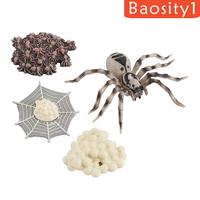 Gambar 1 Set Spider Life Cycle Stages Classroom Teaing Accessories dari MOROORENE Kota Administrasi Jakarta Pusat 2 Tokopedia