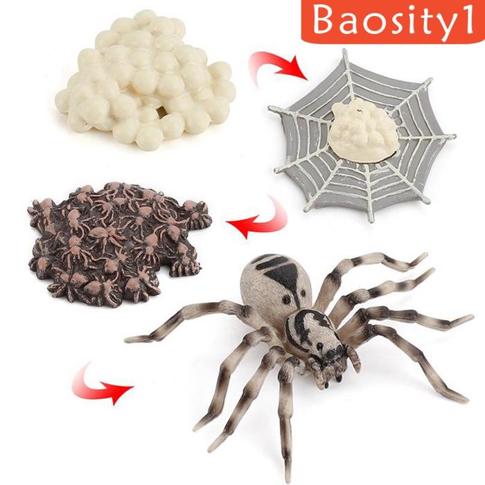 Gambar 1 Set Spider Life Cycle Stages Classroom Teaing Accessories dari MOROORENE Kota Administrasi Jakarta Pusat Tokopedia