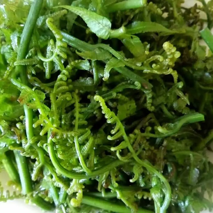 PAKIS SAYUR SEGAR LANGSUNG DIPETIK 0