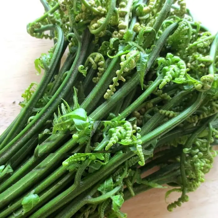 PAKIS SAYUR SEGAR LANGSUNG DIPETIK 1