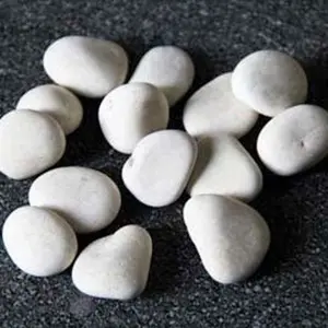 Jirifarm Batu Koral Kupang Putih ukuran 2 cm kemasan 1 kg (10704)