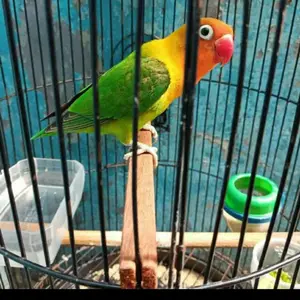 tangkringan lovebird kayu baby balibu/dewasa