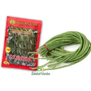 Benih Kacang Panjang Strada rutkdi 8576sz