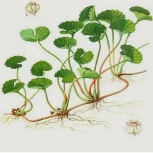 Promo Daun antanan Pegagan Segar herbal anemia