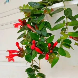 Tanaman Hias Gantung lipstik bunga merah