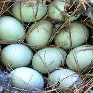 telur bebek fertil - telur bebek perkawinan bisa ditetaskan