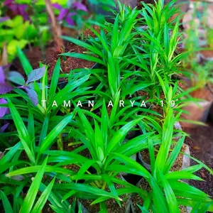 Pohon daun pandan wangi