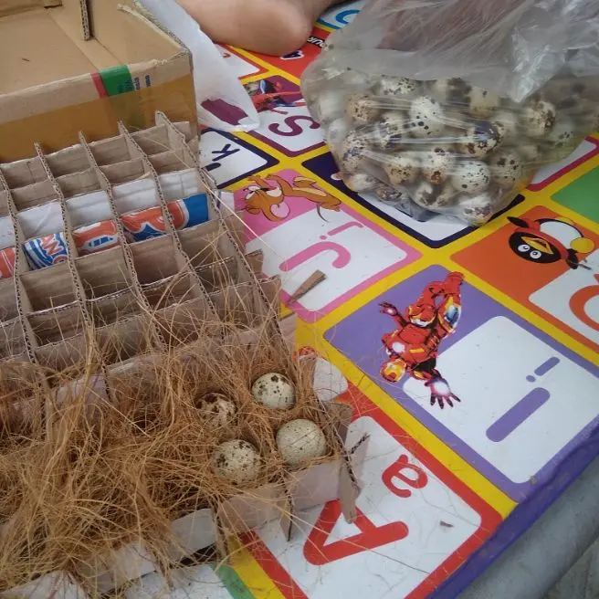 TELUR PUYUH FERTIL 50 BUTIR BISA DITETASKAN di MESIN TETAS TELUR 0
