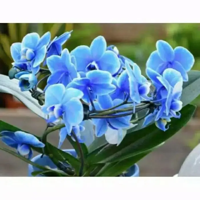 ANGGREK DENDROBIUM BLUE Clasik / angrek dendro / angrek dendro blue kl