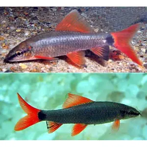 Black redfinshark - hiasan akuarium aquascape