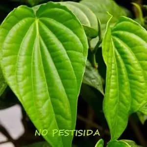 Daun Ajaib Daun Sirih Organik Segar Langsung Petik Dari Kebun Sendiri