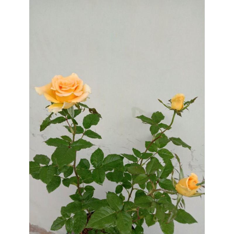 Sale Mawar Dewasa Bercabang