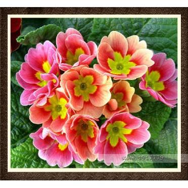New Biji Bunga Primrose Pink Yellow